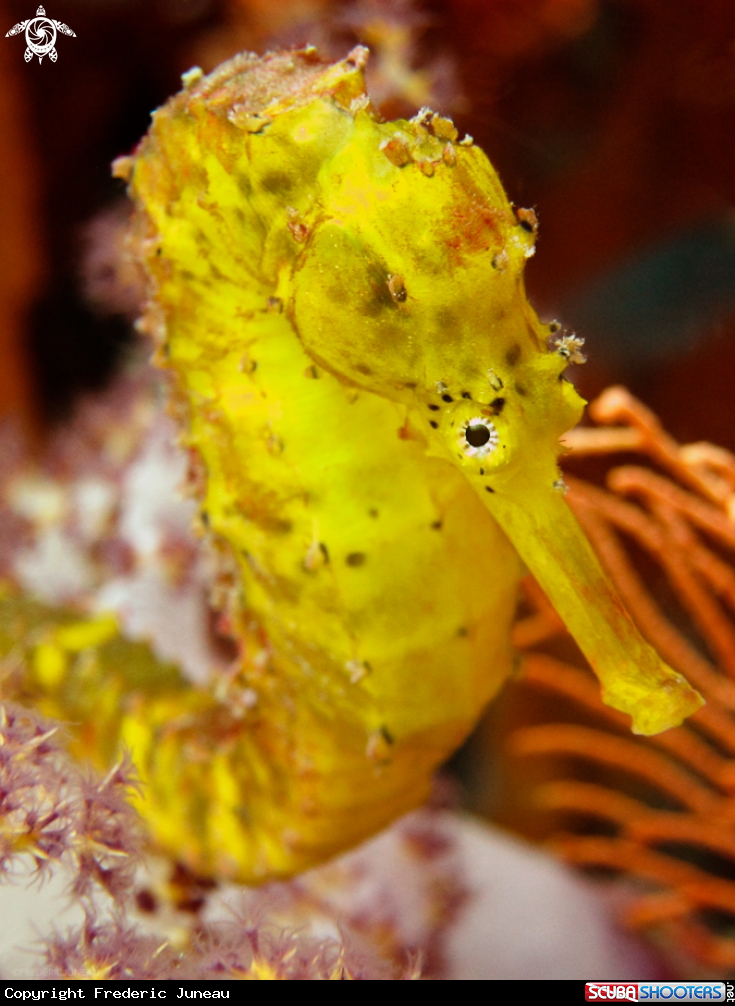 A Seahorse