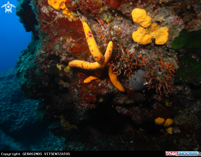 A Starfish