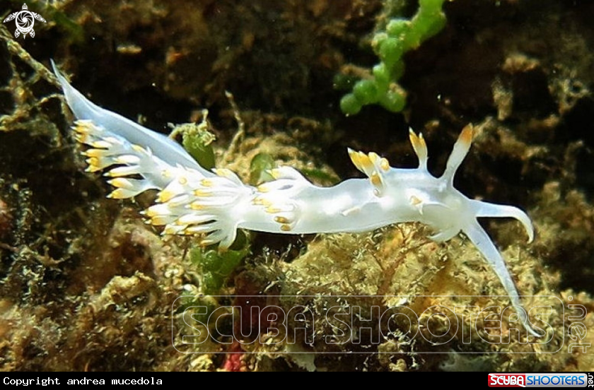 A flabellina