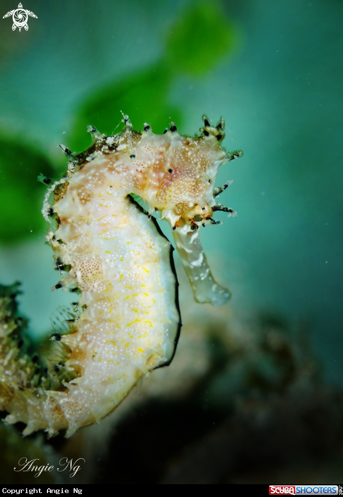 A Seahorses