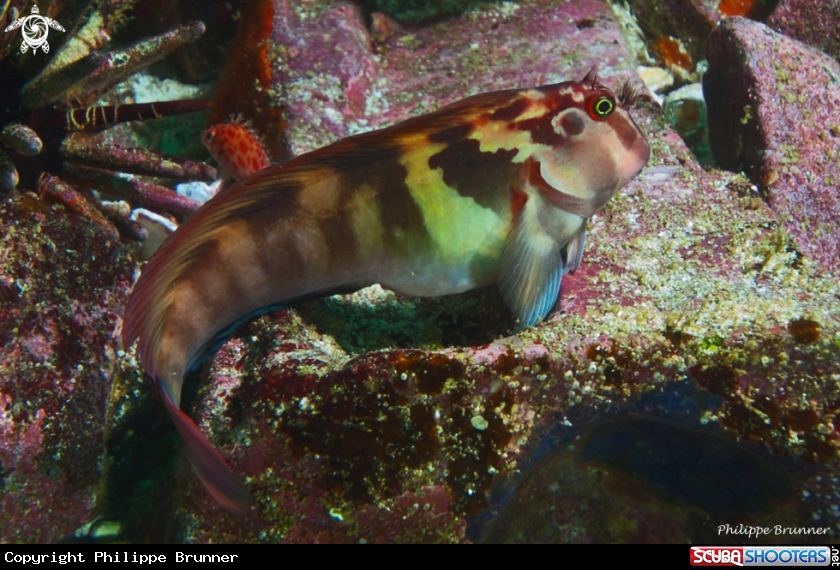 A Blenny