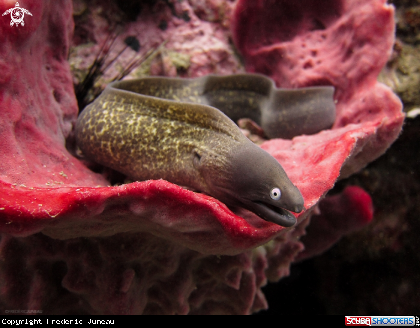 A White Eyed Moray