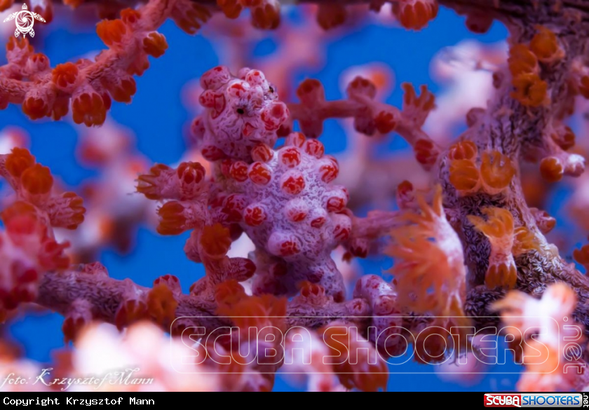A Pigmy Sea Hors
