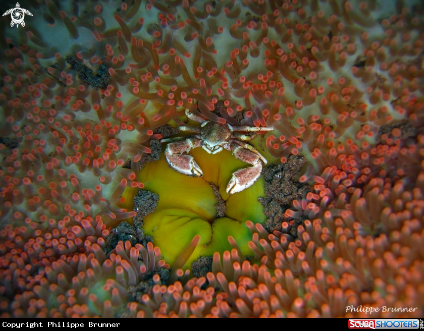 A Porcelain crab