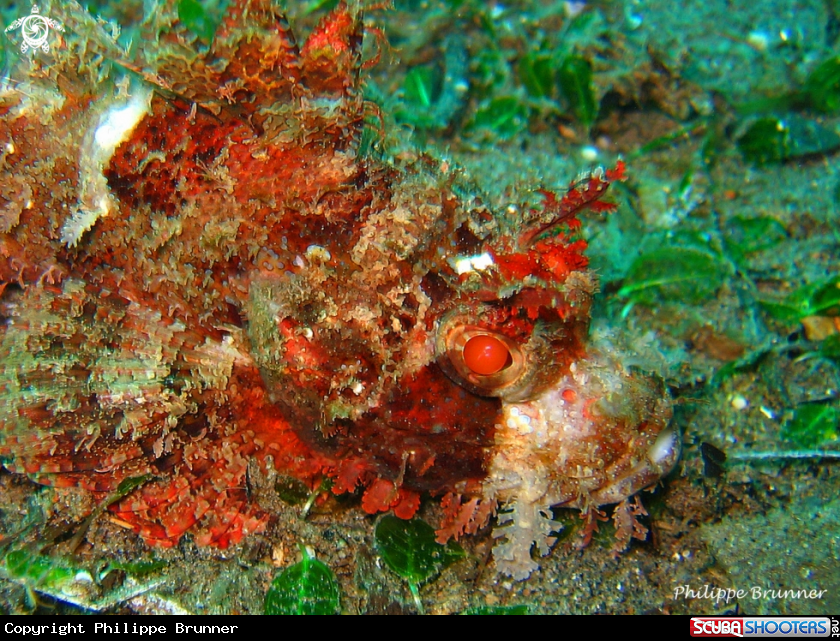 A Devil fish