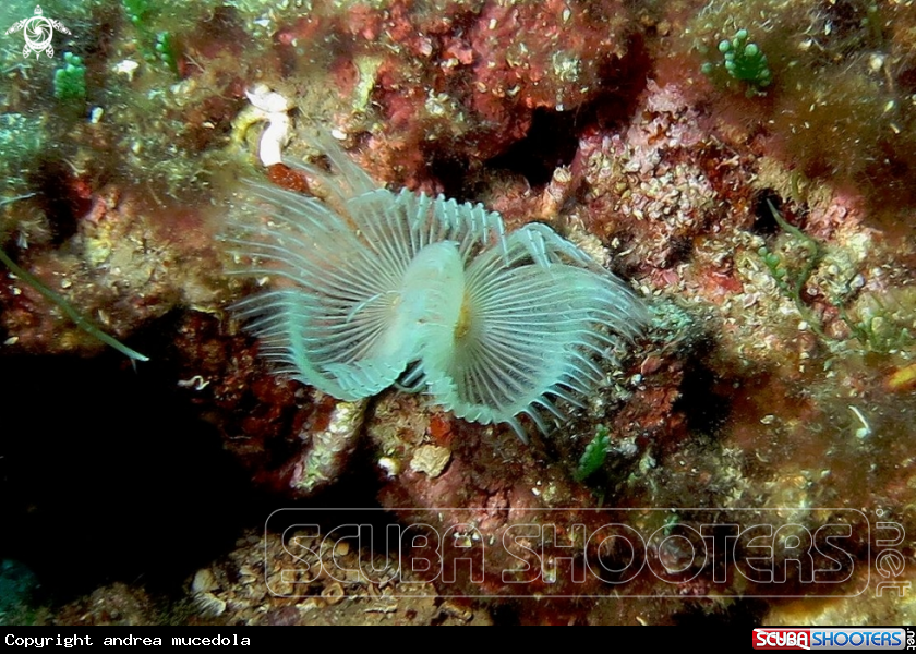 A Protula