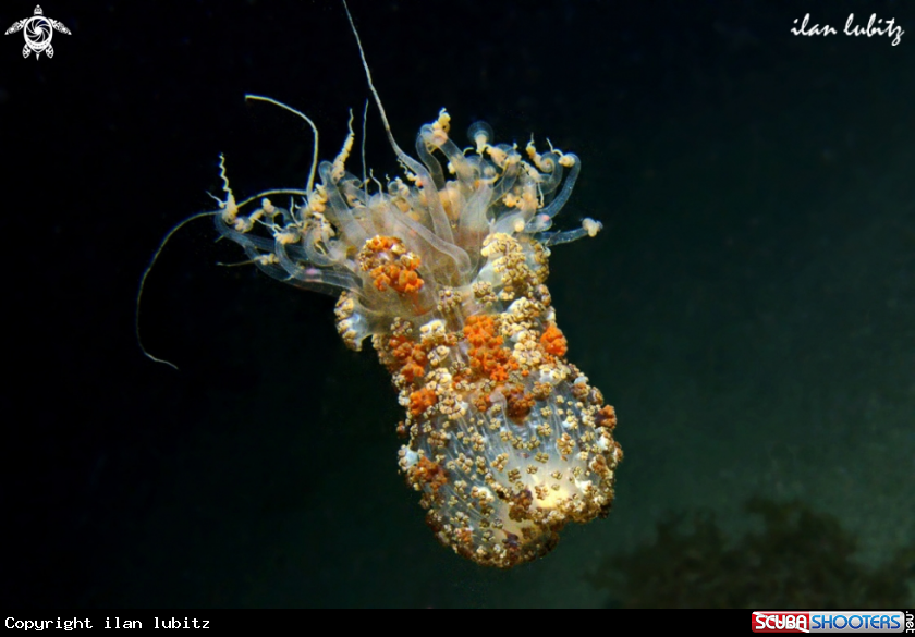 A Anemone