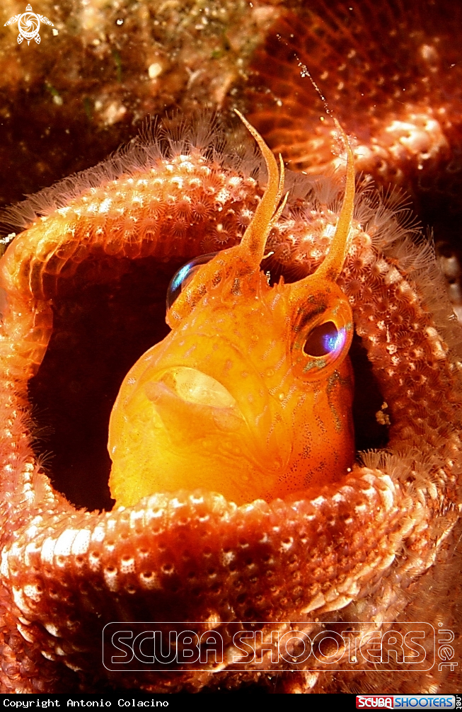 A Blennide