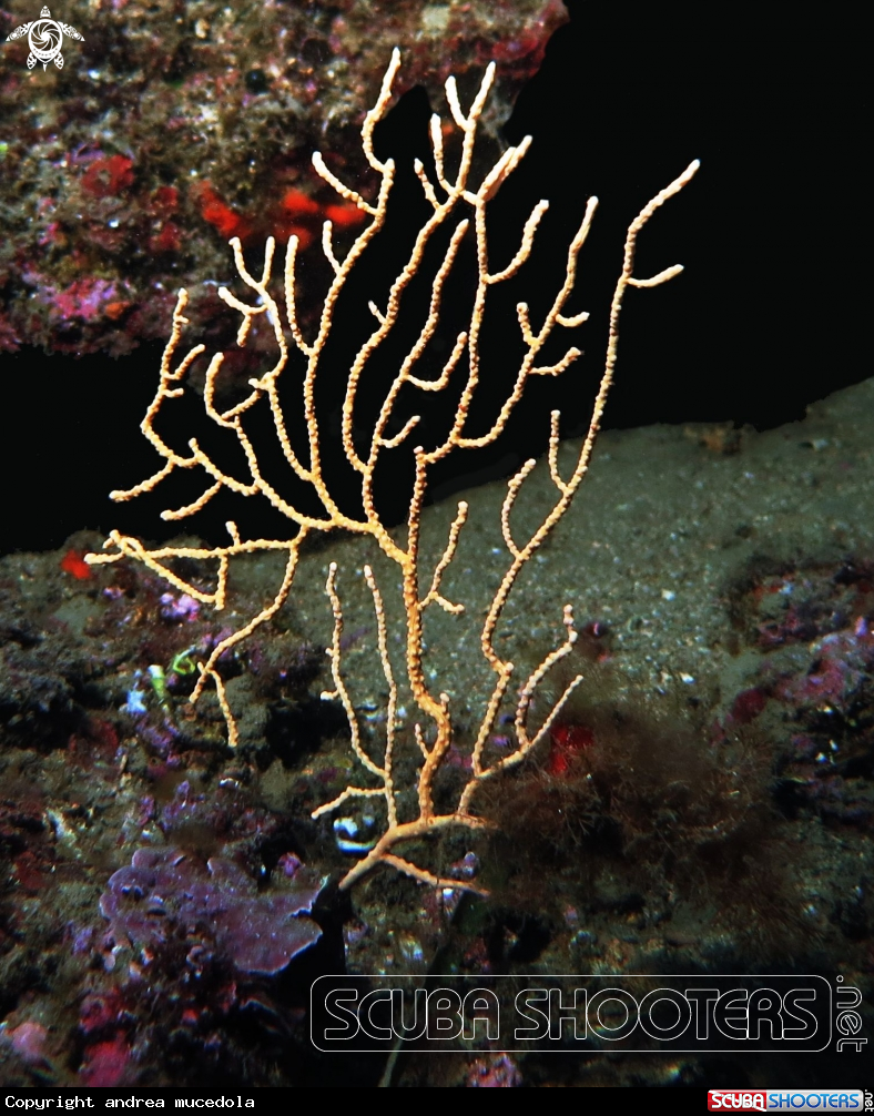 A eunicella