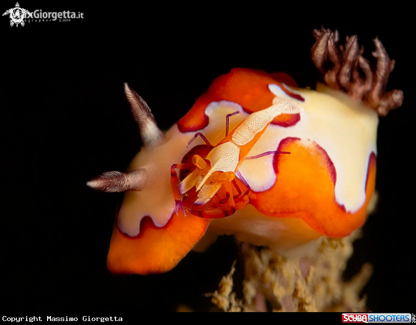 A nudibranch