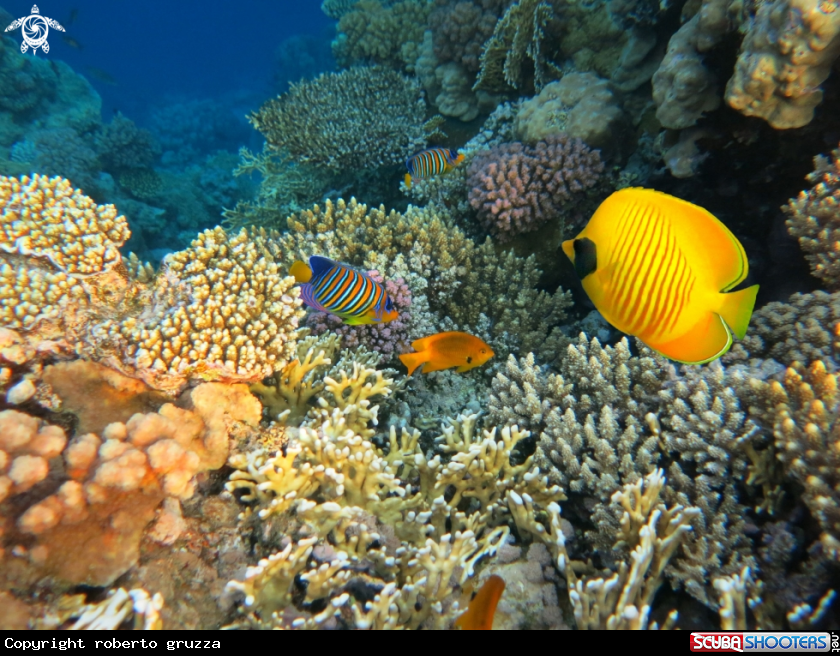 A Butterflyfish and Angelfish 