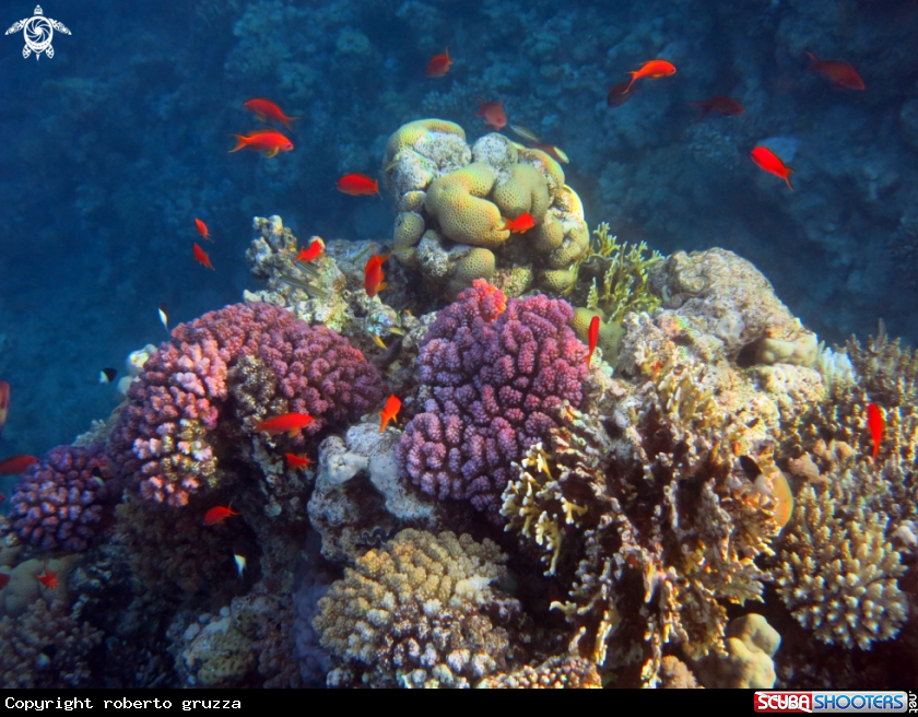 A Coral Reef