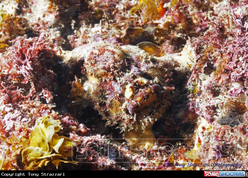 A Freckled Frogfish