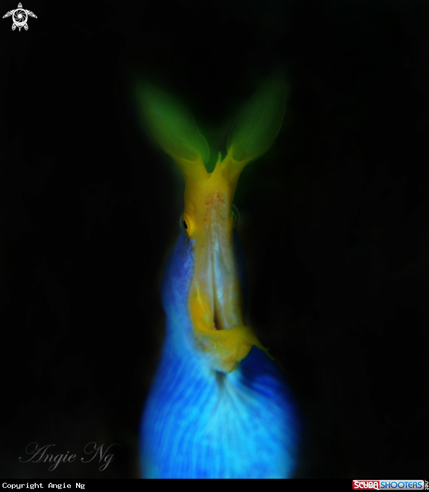 A Ribbon Eel 