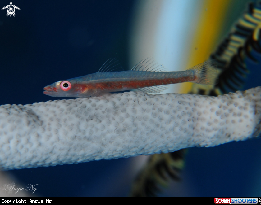 A Goby