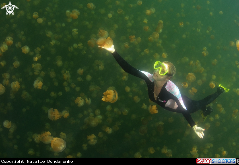 A Jellyfish lake