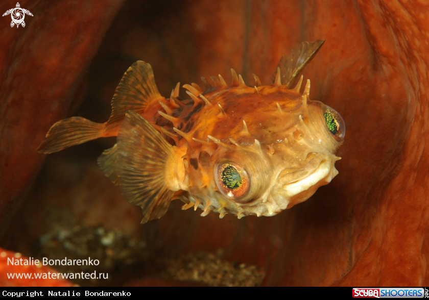 A Puffer fish