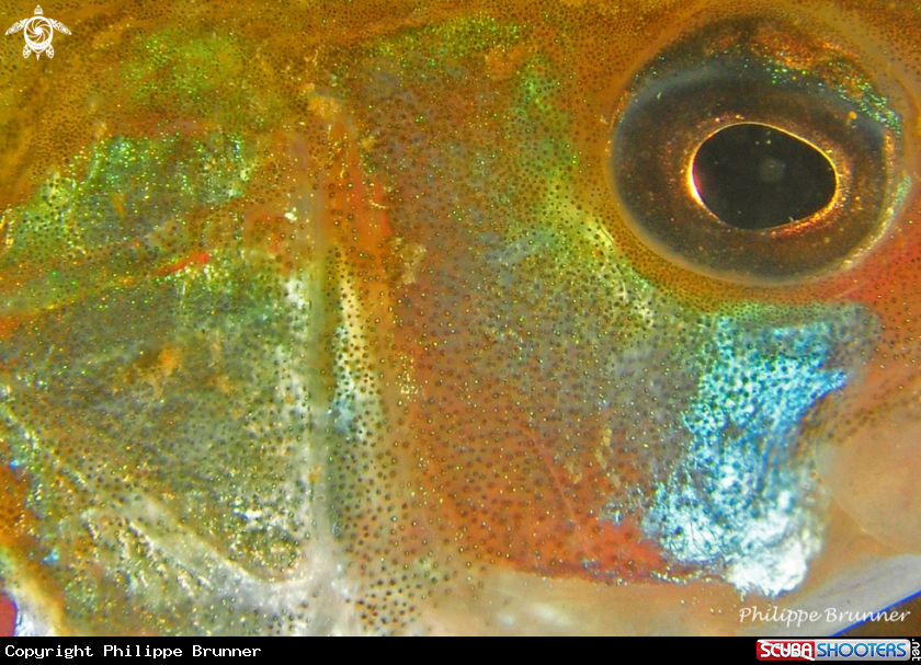 A European perch