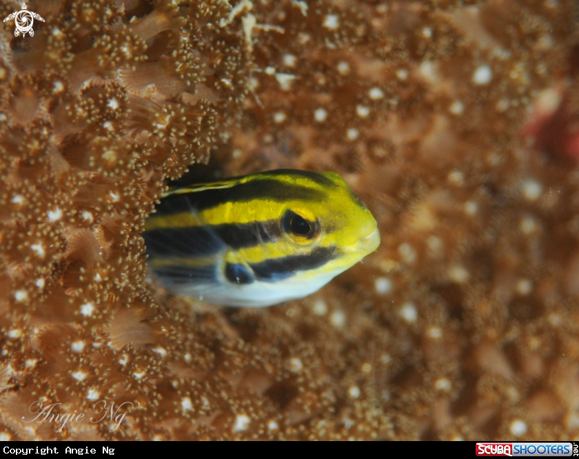 A Blenny