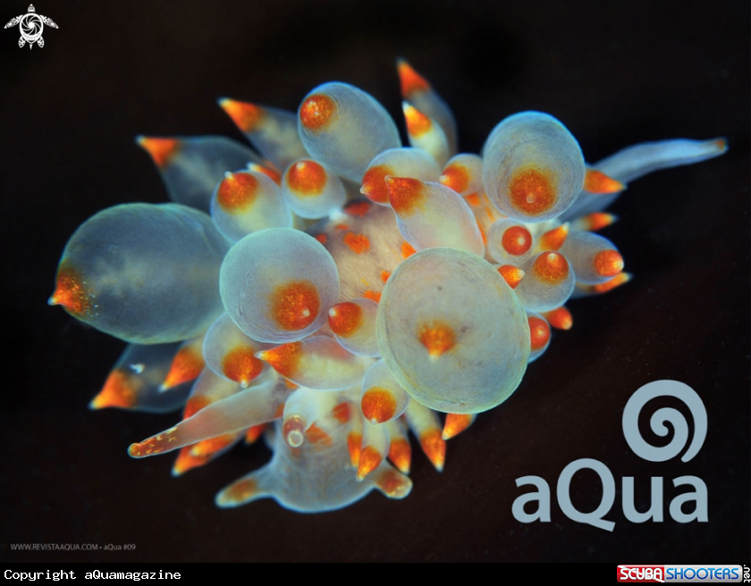 A nudibranquio