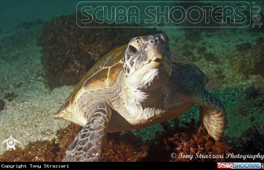 A Green sea turtle