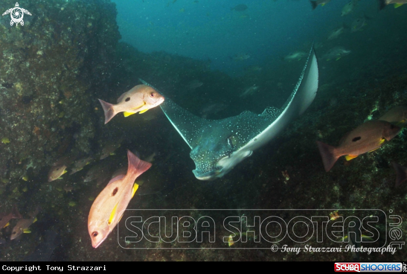 A Eagle ray
