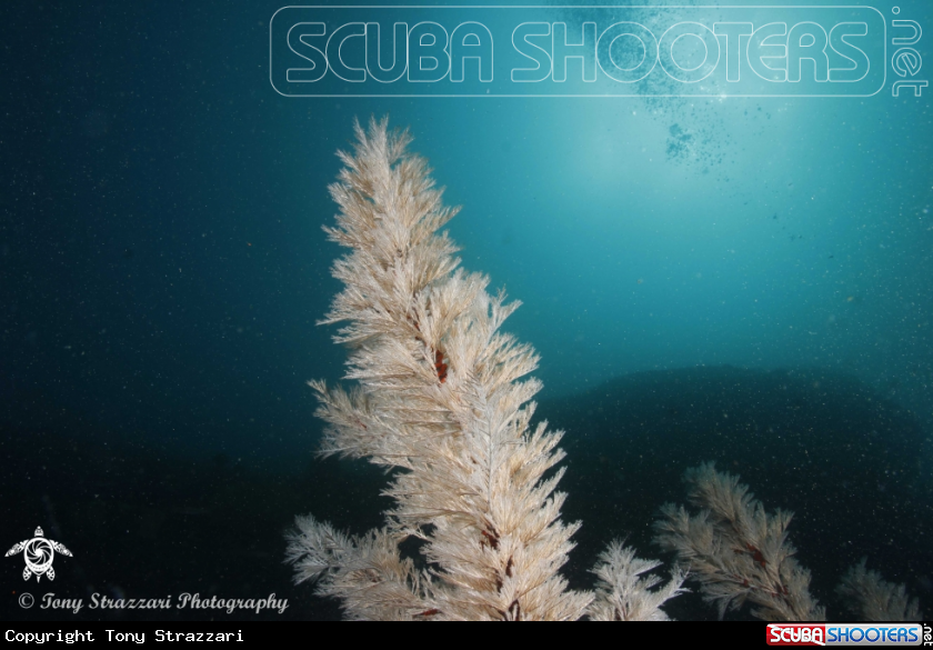 A Black coral tree
