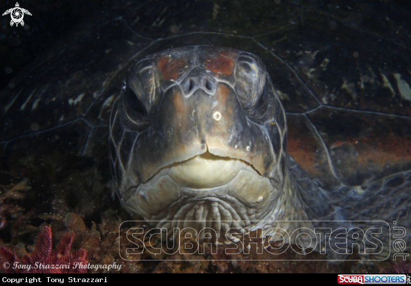 A Green sea turtle