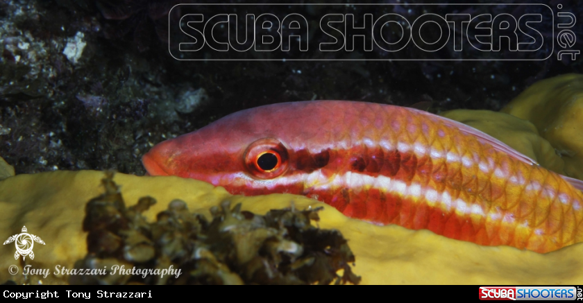 A Black-Spot Goatfish