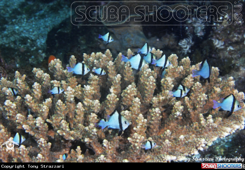 A Two Stripe Damselfish