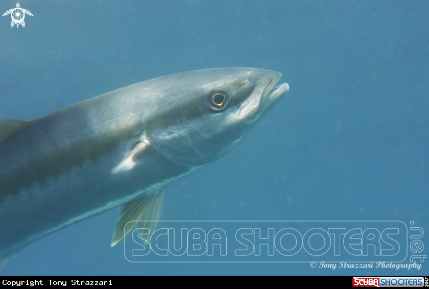 A Yellowtail kingfish