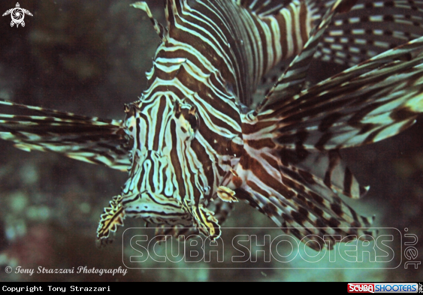 A Lionfish