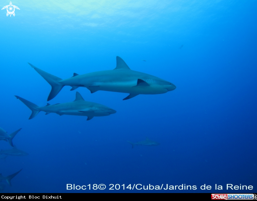 A caribbean reef shark