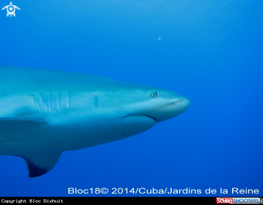 A caribbean reef shark