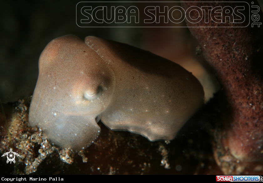 A cattel fish