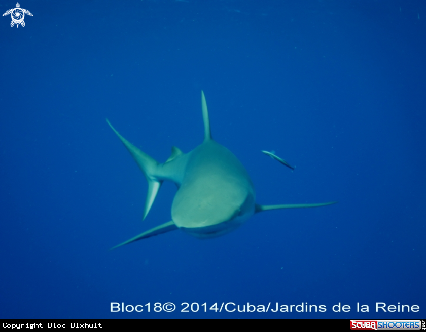 A caribbean reef shark