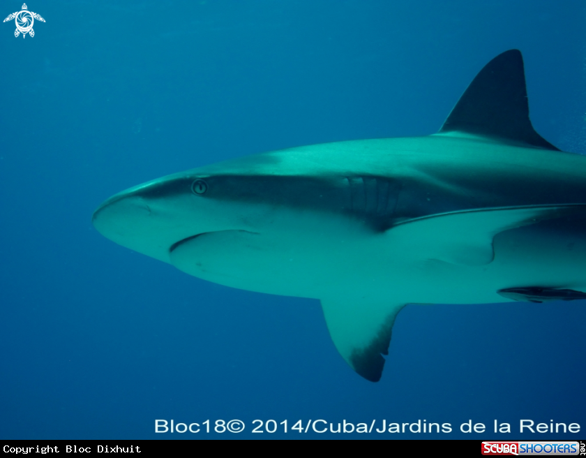 A caribbean reef shark
