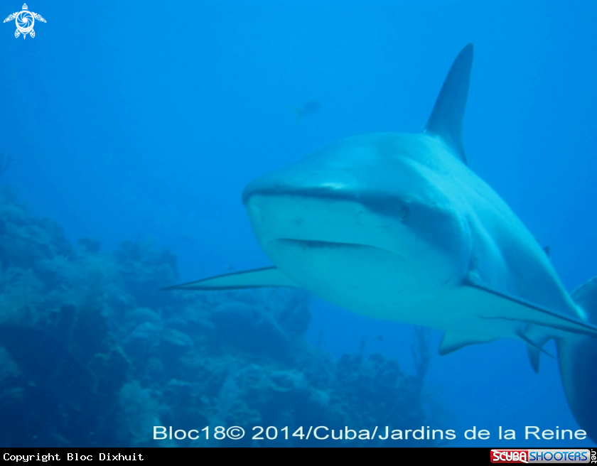 A caribbean reef shark