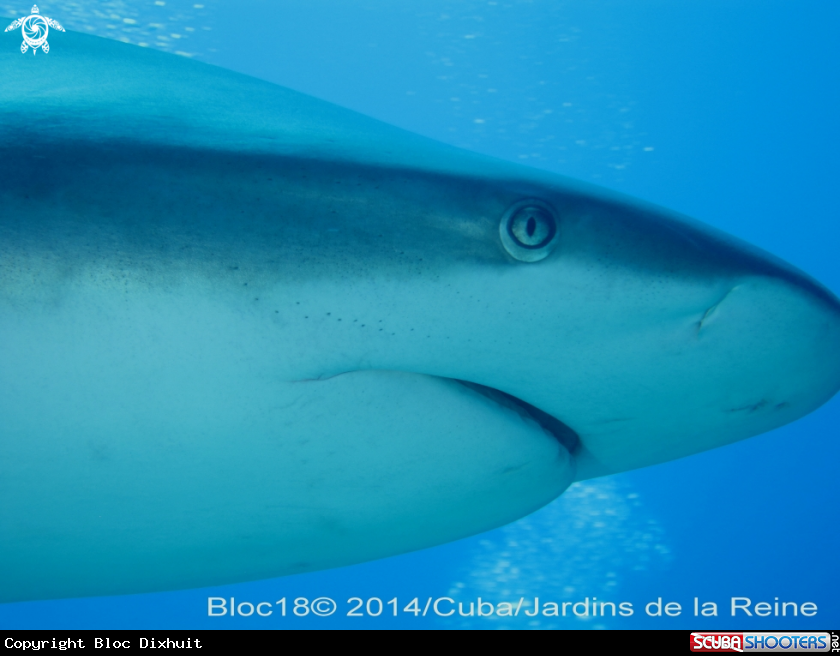 A caribbean reef shark