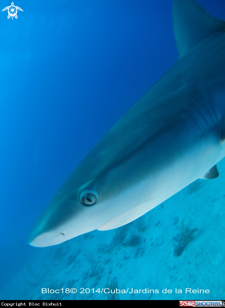 A caribbean reef shark