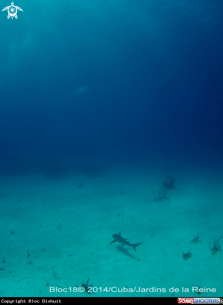 A caribbean reef shark