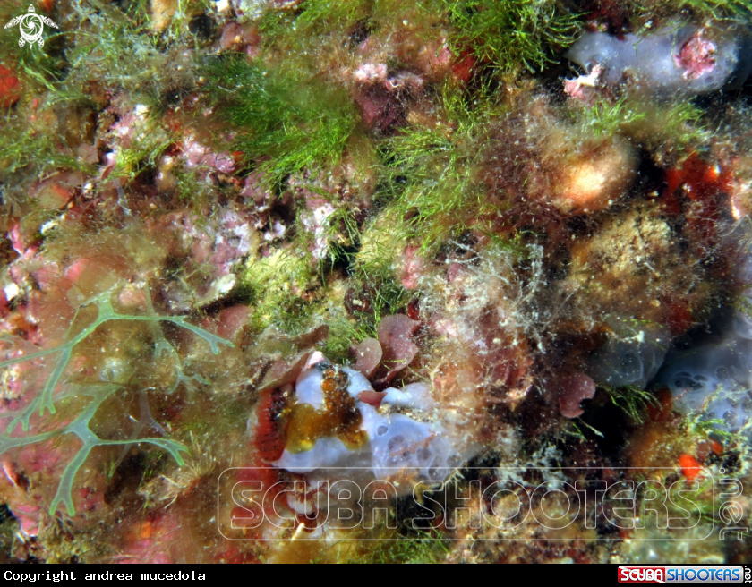 A algae