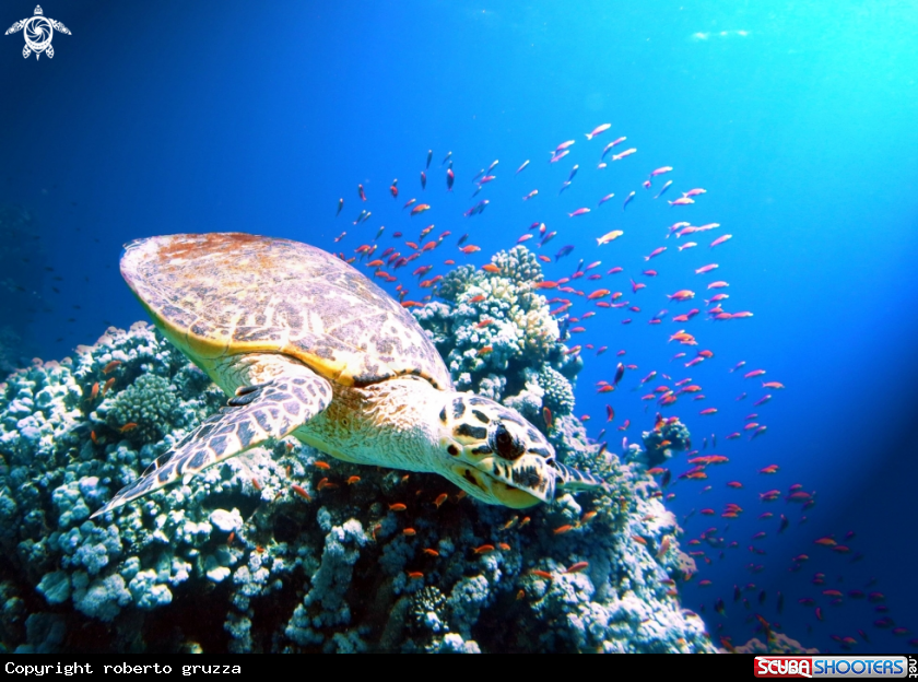 A Green turtle