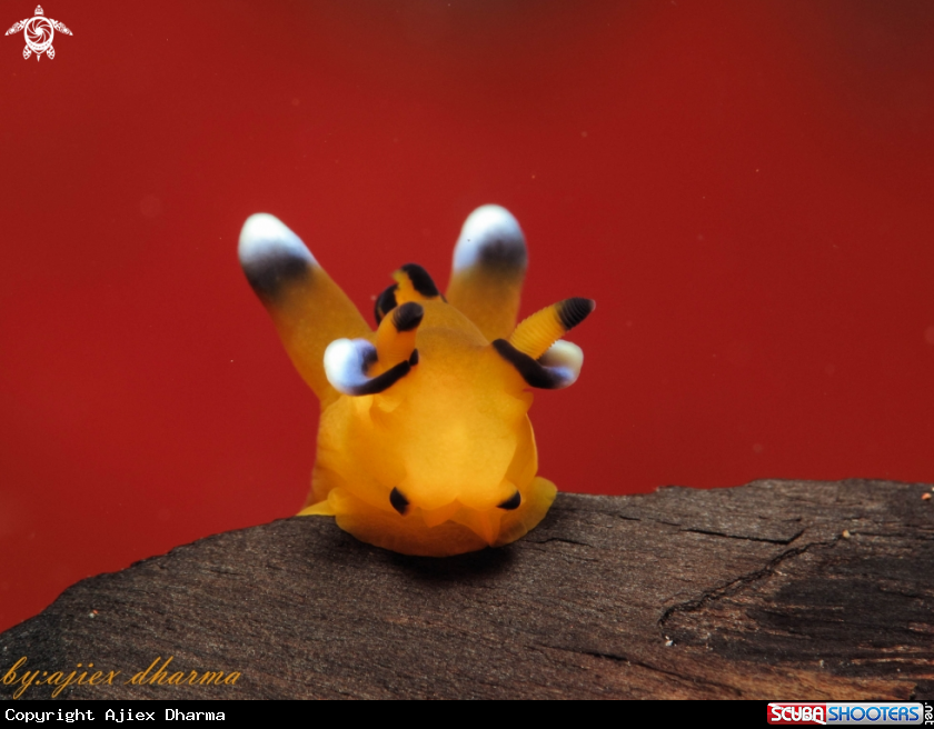 A pikachu