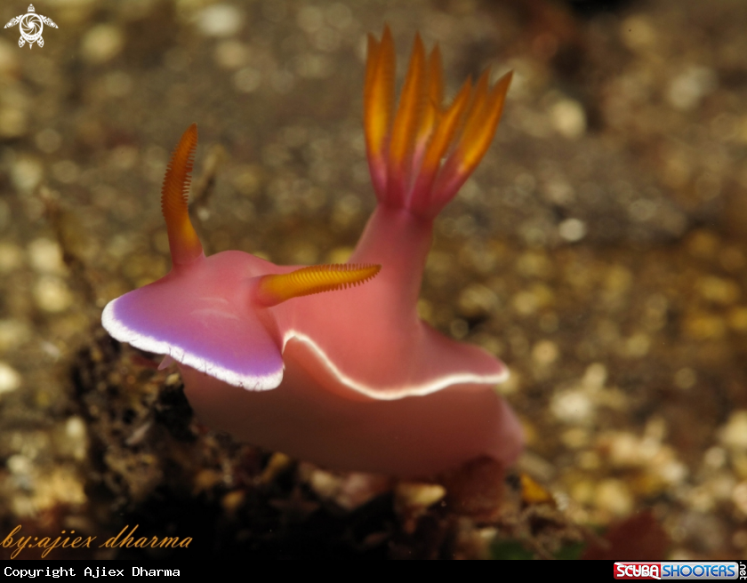 A hypselodoris bullocki