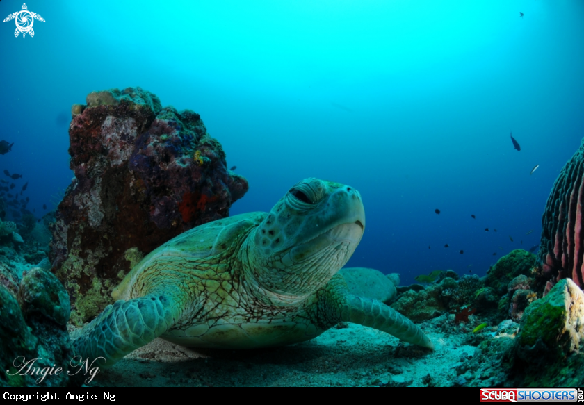 A Turtle