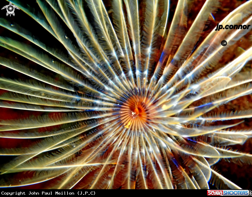 A Spirographe