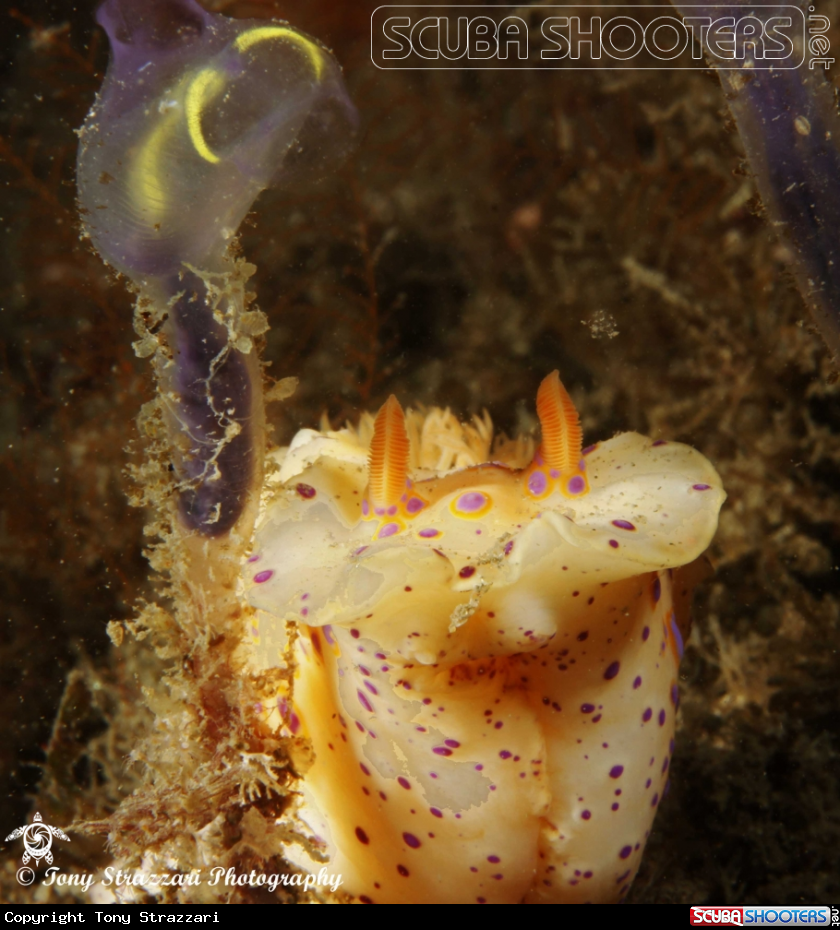 A Short-tailed cerastoma