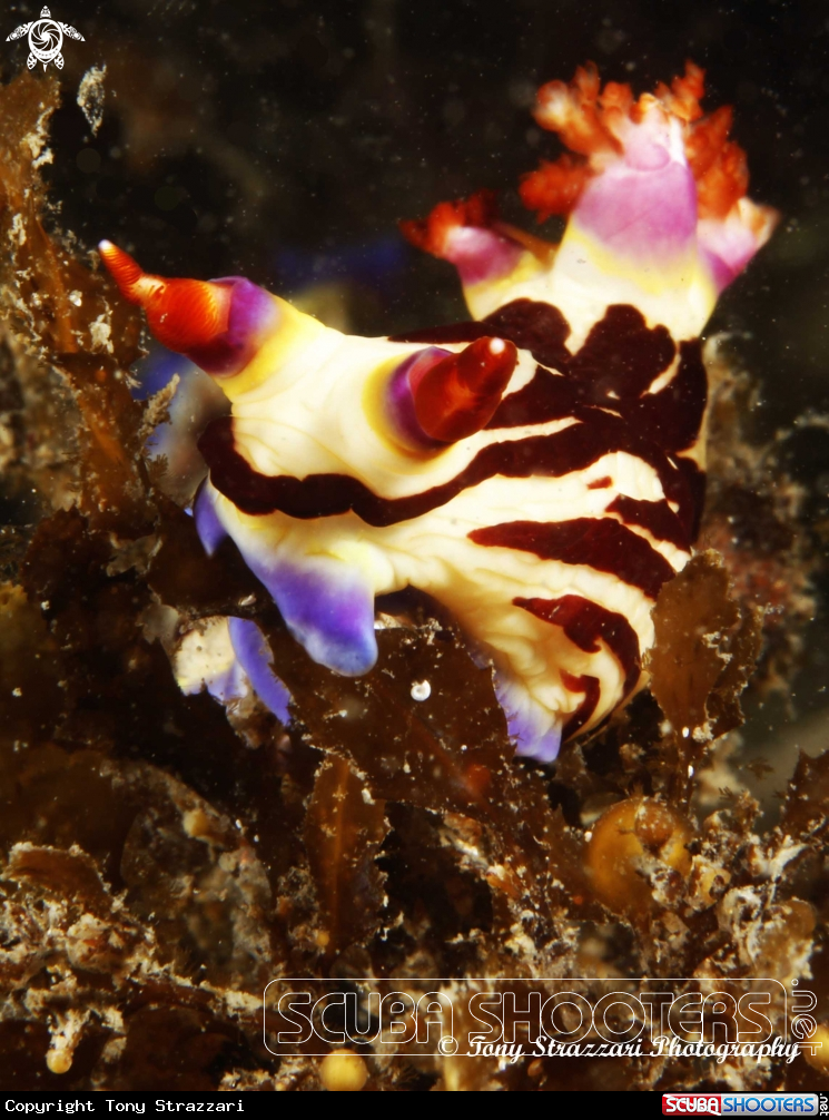 A Lined nembrotha
