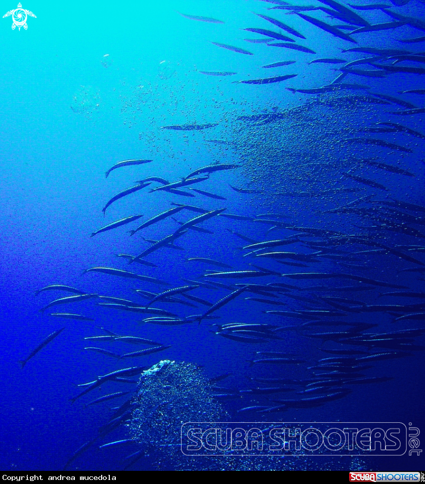 A barracuda